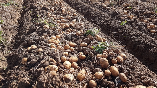 Niğde'de yerli ve milli patates çeşitlerinin tanıtımı yapıldı